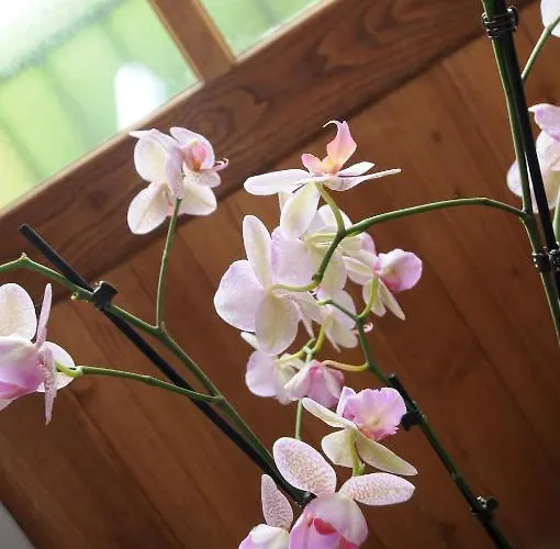 Les Songes De L'abbaye * Cadouin